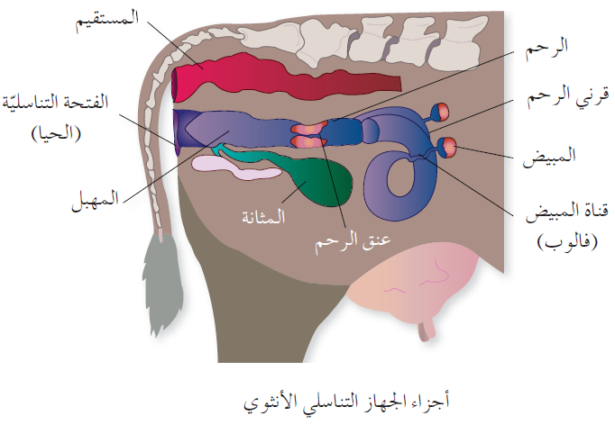 أجزاء الجهاز التناسلي الأنثوي للأبقار والأغنام أجزاء الجهاز التناسلي الأنثوي للأبقار والأغنام